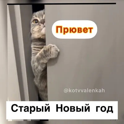 Прювет! | Центр помощи кошкам «Муркоша» | Дзен