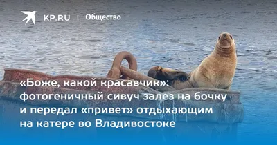 Боже, какой красавчик»: фотогеничный сивуч залез на бочку и передал «привет»  отдыхающим на катере во Владивостоке - KP.RU