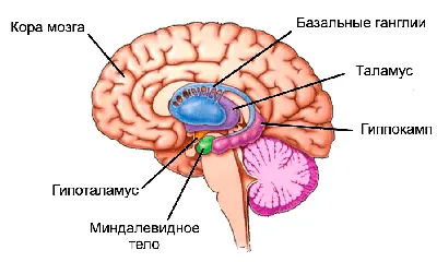 ВОСКРЕСИТЕЛИ | Этот мистический мир | Дзен