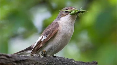 Видео: Звуки живой природы — как поют птицы средней полосы России