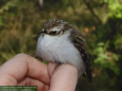 Топ-7 самых маленьких птиц Средней полосы России | Гнездо Натуралиста 🏕 |  Дзен