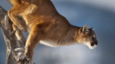 South American cougar - Wikipedia