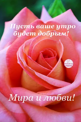 💐Доброе утро! ☀И пусть оно будет добрым-добрым!🐝 #утро #Чечерский_вестник  #утро_с_ЧВ | ВКонтакте