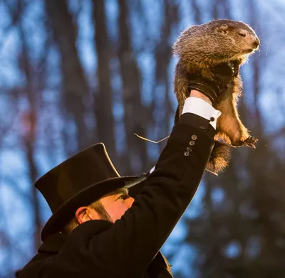 Punxsutawney Phil - Wikipedia