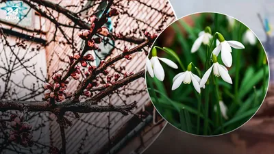 ранняя весна цветет и цветы в природе Стоковое Фото - изображение  насчитывающей смогите, зеленый: 217654172