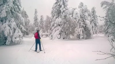 Ранняя зима - Плэйкасты - Флора и Фауна, Времена года