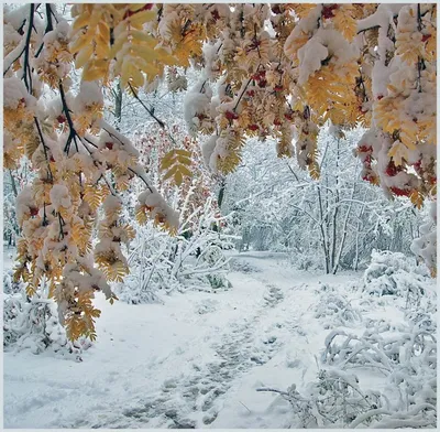 Снег осенью (55 фото) - 55 фото
