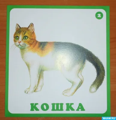 Котики на Руси - Proshloe