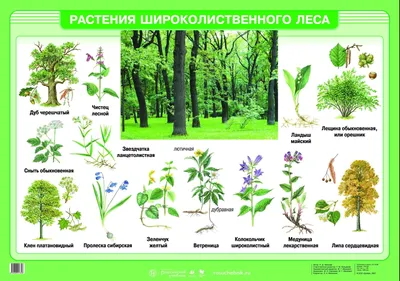 Растения леса картинки фотографии