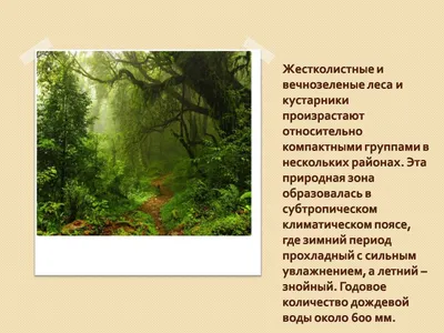 Удивительный мир растений Куршской косы | Куршская Коса - национальный парк