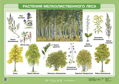 Растения мелколиственного леса | Landscape, Family day care, Cactus plants