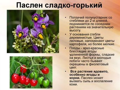 Растения лесов Псковской области