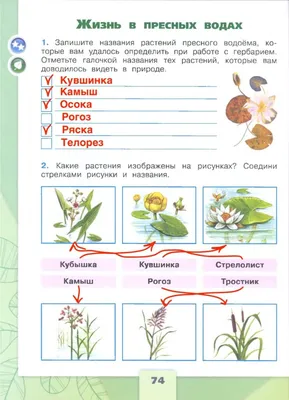 Растения Для Пруда. Водные Растения. Садовый Пруд на Даче