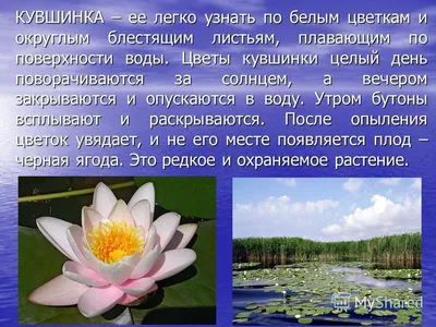 Презентация на тему: \"Растения и животные рек, озёр, прудов. УМК \"Планета  знаний\", 4 класс, Окружающий мир.\". Скачать бесплатно и без регистрации.