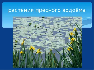 Презентация \"Жизнь пресного водоема\" (4 класс) по окружающему миру –  скачать проект