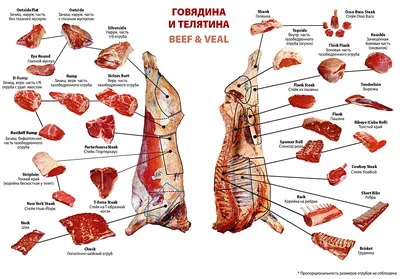 Разделка Туши Говядины В Картинках фотографии