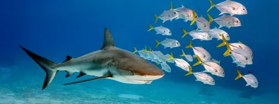 Новый вид акулы – в Австралии обнаружена акула с зубами как у человека |  OBOZ.UA