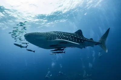 Броненосная акула: самый необычный вид акул» — создано в Шедевруме