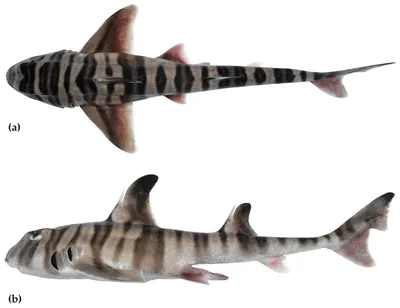 Вот один из вариантов: \"Самый крупный вид акул: тигровая акула» — создано в  Шедевруме