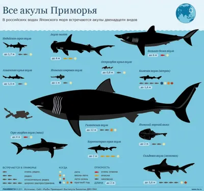 Какие есть меры предосторожности для защиты от акул и какие меры будут  предприняты властями? | Новости | Хабаровский край и ЕАО | SHAMORA.info