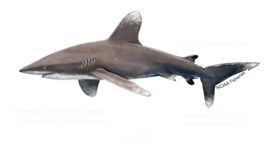 В Австралии открыли новый вид кошачьих акул. Как они выглядят | РБК Life