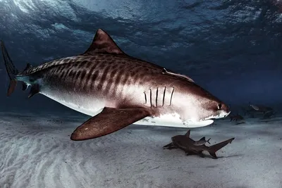 Австралийские ученые обнаружили большое кладбище акул в океанских глубинах