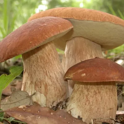 Мицелий грибов на компосте Белый гриб для выращивания в саду и на даче |  AliExpress