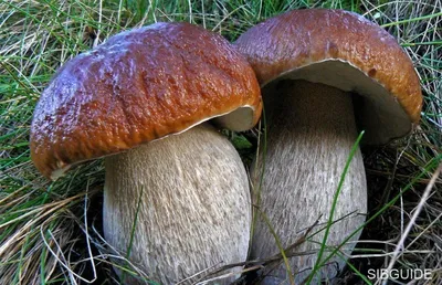 К какой разновидности белых грибов относить растущие под молодыми  березками?К березовой? | Локация и грибы ОГО! | Дзен