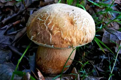 В чём польза белых грибов и что самое вкусное из них можно приготовить