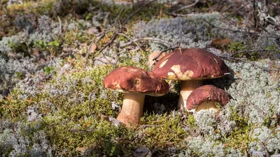 Белый гриб (Boletus edulis). Боровик. | Грибы, Белый гриб, Вид