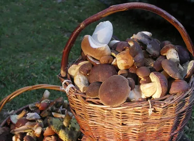 Самые дорогие грибы Литвы – цена может достигать 1000 литов - Delfi grynas