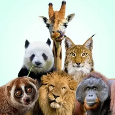 Разные животные на одной картинке - 54 фото