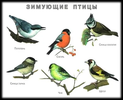 Зимующие птицы картинки с названиями для детей.