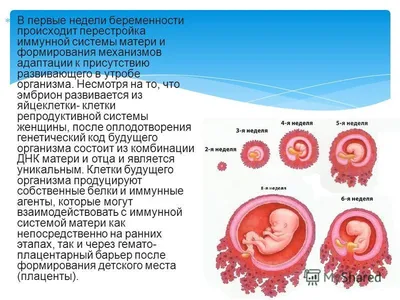 Неделя беременности. Особенности развития и плота - Семейная клиника ОПОРА  г. Екатеринбур