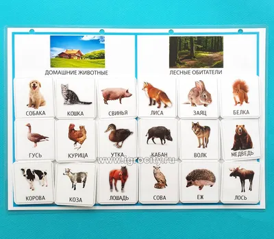 Животные-питомцы: 12 развивающих карточек с красочными картинками и  загадками для занятий - купить в УчМаг, цена на Мегамаркет