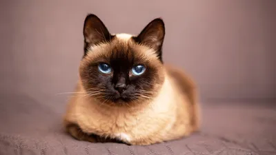 Самые редкие породы кошек: саванна и американская жесткошерстная кошка  (чать 1) | Все про кошек | Дзен