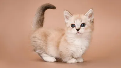 Самые редкие и дорогие породы кошек в мире — блог туриста Dasha1553 на  Туристер.Ру