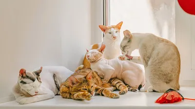 Дикие кошки, которых вы не осмелитесь завести: необычные представители  семейства кошачьих
