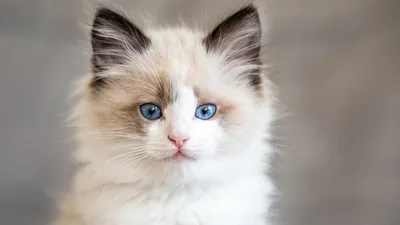 Самые популярные и редкие породы кошек с маскировочным окрасом | Советы  Умного Кота | Дзен