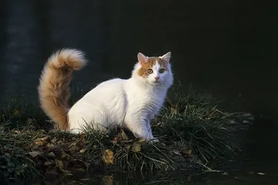 Топ-10 самых редких пород кошек в мире