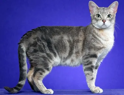 10 пород кошек» — создано в Шедевруме