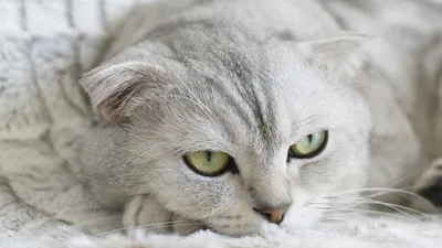 Самые редкие породы кошек: саванна и американская жесткошерстная кошка  (чать 1) | Все про кошек | Дзен