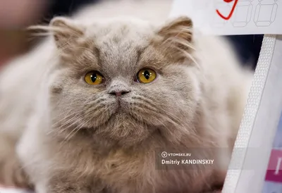 Редкие породы кошек привезли участники Международной выставки в Уссурийск -  PrimaMedia.ru