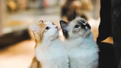 Самые дорогие породы кошек! | МанкиБлог | Дзен