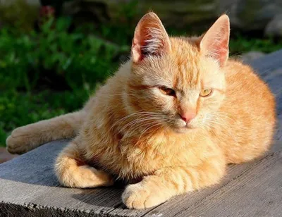 Самые дорогие искусственные породы кошек и их обычные собратья на ёлках |  STENA.ee