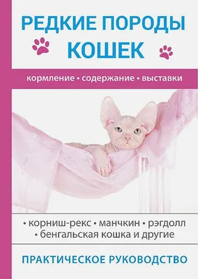 Кошек редких пород покажут на выставке в Минске - Минск-новости