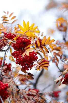 Осенняя ветка рябины (58 фото) - 58 фото