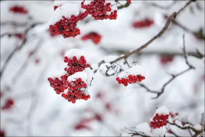 Рябина в снегу (128 фото) - 128 фото