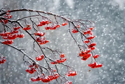 Ветка рябины в снегу (51 фото) - 51 фото