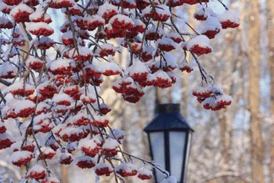 Рябина в снегу | Владимир Прокофьев | Photorobus | Бесплатный фотосток